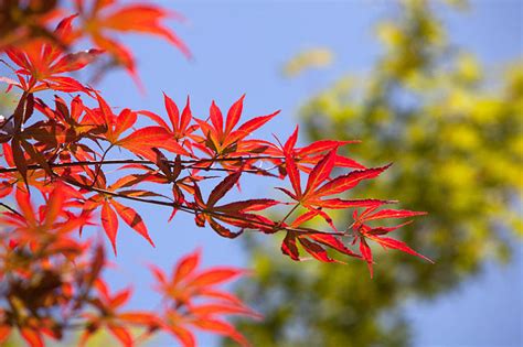 枫树 风水|枫树风水有什么讲究 